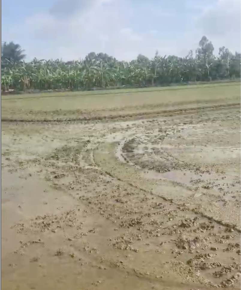 Bán đất trồng lúa Ấp Chợ Bến xã Bình Ân huyện Gò Công Đông