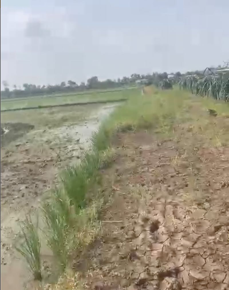 Bán đất trồng lúa Ấp Chợ Bến huyện Gò Công Đông